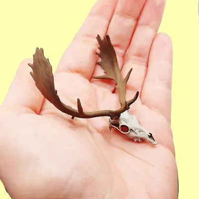 Fallow Deer Skull With Antlers - 1:12 Scale Artisan Diorama Dollhouse Miniatures • $17