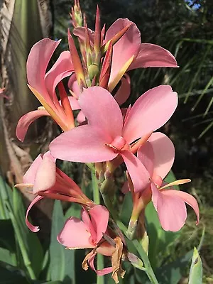 Canna Indica Cannalily Seeds Thailand Pastel Pink Easy To Grow • $10