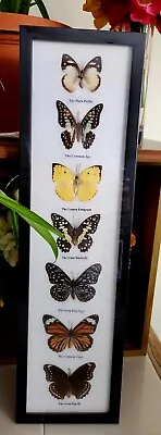 7 Real  Mounted Butterflies  In Acrylic  Frame Wood Size 21 X6  • $55.99