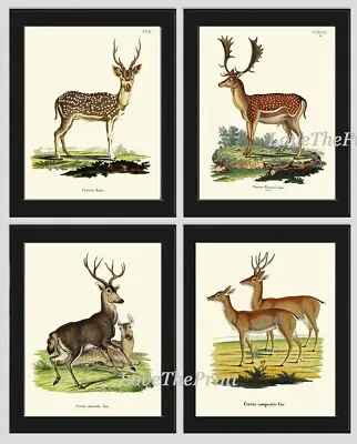 Vintage Deer Wall Art Set Of 4 Prints Beautiful Antique Elk Moose Deer Unframed • $18