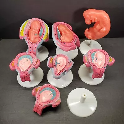 Human Fetal Anatomical Model Baby Fetus Pregnancy Anatomy Embryo Doctor 7-PC • $149.98