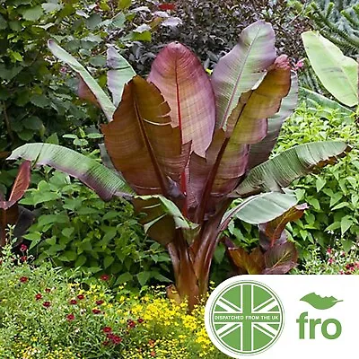 Exotic - Banana - Musa Ensete - Tropical Exotic Plant Seeds - Value  • £14.99