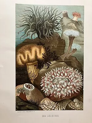 Sea Anemones Selmar Hess Chromolithograph Art Removed From A Book • $17.81