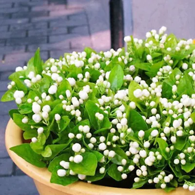 20 JASMINE FLOWER SEEDS Rare Exotic Rambling Vine Fragrant Plant Garden Bush • £8.27