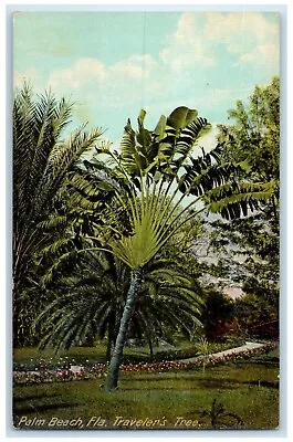 C1917 Scenic View Travelers Tree Garden Palm Beach Florida FL Vintage Postcard • $9.72