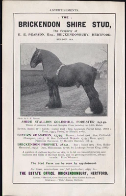 £7.95 • Buy Vintage Advert (1913) For Brickendon SHIRE HORSE Stud. Free UK P&p