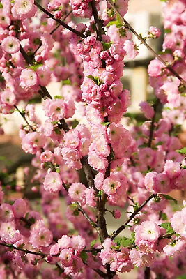 $6 • Buy 10 FLOWERING ALMOND Prunus Triloba Plum Rose Tree Double Pink Flower Shrub Seeds
