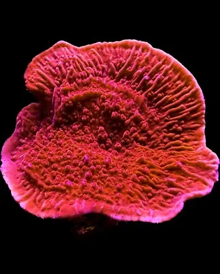 Live Coral Montipora Red Cap 1 -1.5  • $10