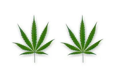 2 CANNABIS LEAF Vinyl Decals 4.5'' JDM Bong Pot Marijuana 420 Herb Weed Stickers • $9.36