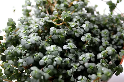 £6.50 • Buy X3 Pilea Glauca 'Silver Sparkle' Cuttings - Trailing Succulent Terrarium Plant