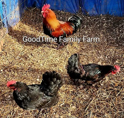 12 + 2 French Black Copper Marans FBCM Chicken Fertile Hatching Eggs  • $60