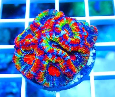 Wysiwyg ECR Ultra Master Rainbow Acan Show Live Coral • $349