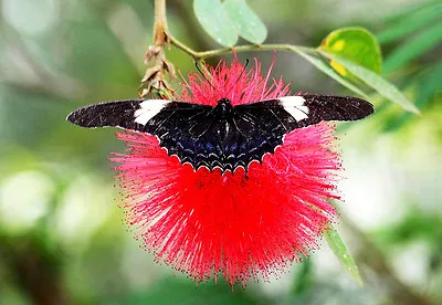 Calliandra Haematocephala Rare Mimosa Tree Bonsai Powder Puff Bush Seed 10 Seeds • $14.95