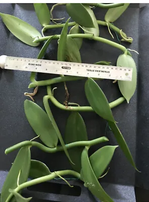 Vanilla Bean Orchid 10” Aprox  Inches Fresh Cutting • $26.99