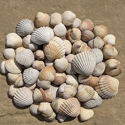 Natural Cockle Seashells Mosaic Shells Artwork Craft Supply Wedding Decor Beach • £4.99