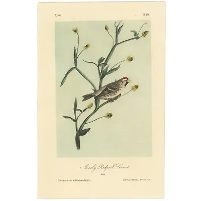 Audubon Birds Octavo 2nd Ed 1856 H/c Lithograph Pl 178 Mealy Redpoll Linnet • $49.73