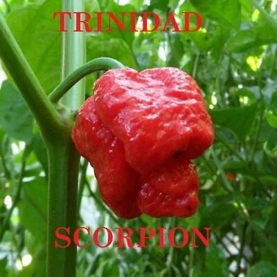 Chili Pepper Trinidad Scorpion Moruga 30 Seeds - One Of The Hottest In The World • $2.49