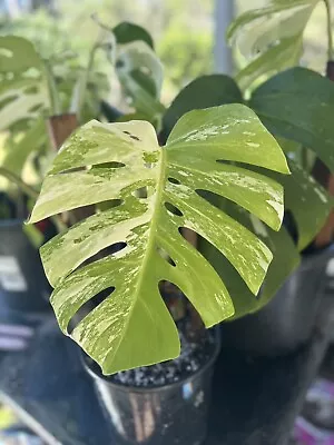 Variegated Albo Monstera Borsigiana ESTABLISHED PLANT • $59