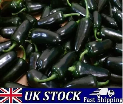 20 Black Jalapeno Pepper Seeds High Yielding Hot Chilli Pepper Seeds  UK • £3.40