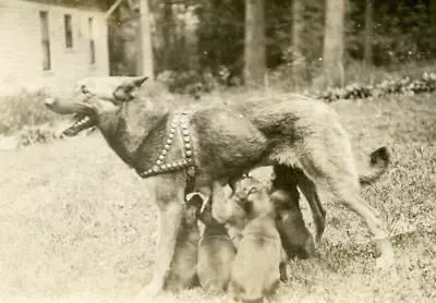 Q88 Original Vintage Photo GERMAN SHEPHERD DOG NURSING  PUPPIES C Early 1900's • $8.50