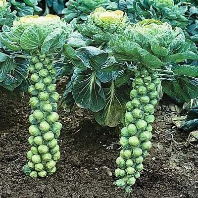 Brussel Sprouts 80 Seeds 'Long Island Improved' Compact Frost Hardy BUMPER CROP • $4.99