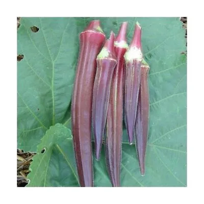 Vegetable Seeds - Okra Burgundy  - 45 Finest Seeds - 1st Class • £3.49