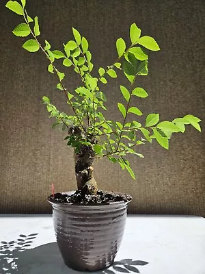 Old Chinese Elm Bonsai Tree SALE • $99