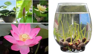 Aquatic Plants Lotus Seeds 15pcs Garden Bonsai Water Plant Seed • $10.90