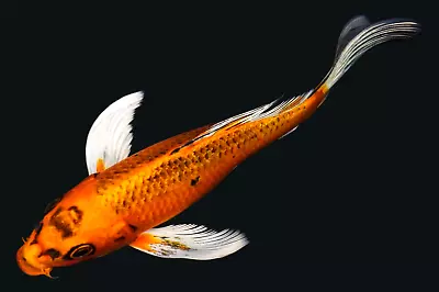 Live Koi Fish 8  Yellow Matsuba Butterfly Koibay • $45