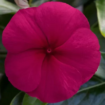 Vinca Seeds 25 Seeds Vinca Blockbuster Burgundy F1 Seeds • $4.75