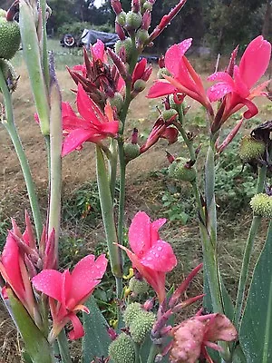 Canna Indica Cannalily Thailand Hot Pink 10 Seeds Easy To Grow • $10