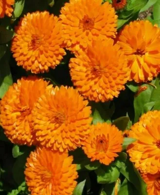  Calendula Pacific Beauty Orange 1500 Seeds+4  FREE PLANT LABEL • £0.99