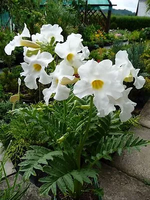 2 X Incarvillea Delavayi Or Hardy Gloxinia Tubers  (White) Free UK Postage • £15.50