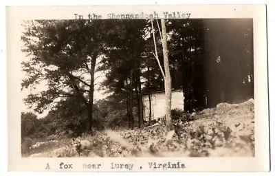 $7.50 • Buy VA Virginia Luray Page County Shenandoah Valley Fox Scene Vintage Snapshot Photo