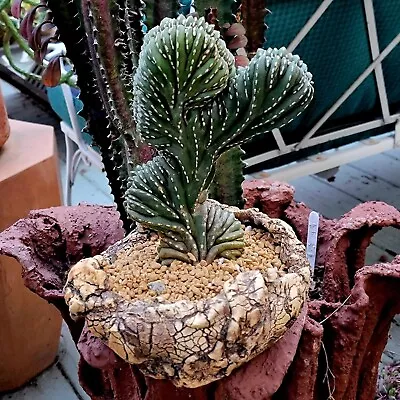 Marginatocereus Marginatus F. Cristata - Rare Cactus • $285