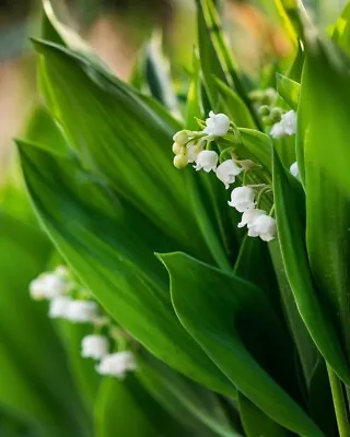5 Lily Of The Valley CONVALLARIA Bare Rooted Plants (not Pips ) • £9.99