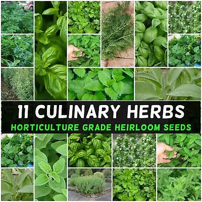 CULINARY HERB SEEDS Mint Parsley Chives Dill Basil Coriander Sage Thyme 11pks • $15.90