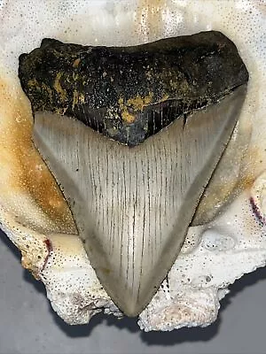 Megalodon Shark Tooth  100% Authentic Super Seratted 4.59  • $36