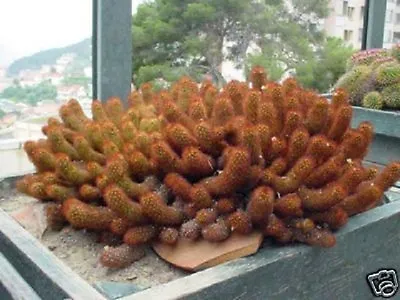 Mammillaria Elongata Cacti Pincushion Globular Spiny Rare Cactus Seed 100 SEEDS • $11.99