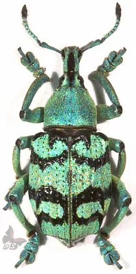 Eupholus Chevrolati A- MOUNTED Beetle • $3.90