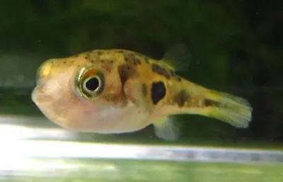 Dwarf Pea Puffer Live Freshwater Aquarium Fish • $29.99