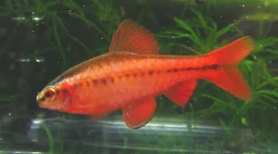 6 Cherry Barbs Males/Females Live Freshwater Aquarium Fish • $36.99