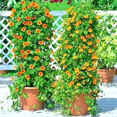 50+BLACK EYED SUSAN VINE Flower Seeds Flowering Vine Garden Patio Container Easy • $3