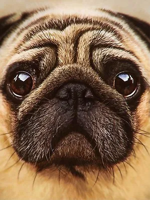 £4 • Buy 3D Lenticular Picture Close Up Shot Of Pug Dog's Head Size 39 X 29cm