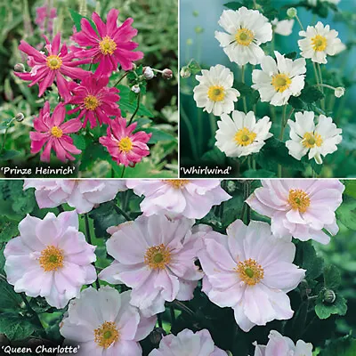 Hardy Japanese Anemone Perennial Plant Collection 3 Colours In 9cm Pots • £17.99