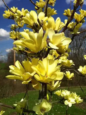 Yellow Bird Magnolia 2.5  Pot • $10.95