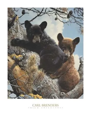 High Adveture (Detail) By Carl Brenders Bear Cubs Print 24x30 • $29.98