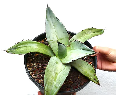 Agave Titanota Cv White Ice G131 • $29.91