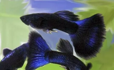 10+Live (fry) Guppy Fish - Blue Moscow  - Very High Quality • $40