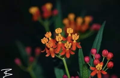 Asclepias Curassavica Tropical Milkweed 30 Seeds Monarch Butterfly Plant • $2.59